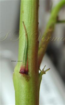  Stipule